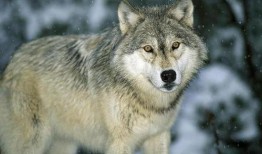 狼3在线观看,在线观影之旅，揭秘暗黑森林的终极对决